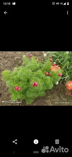 Маргаритки, ирисы, ромашки, гравилат, астильба