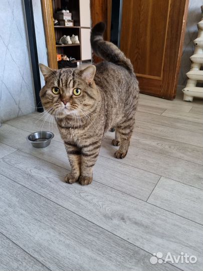 Кот в добрые руки