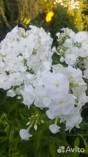 Флоксы кусты