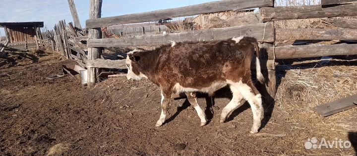 Продажа скота