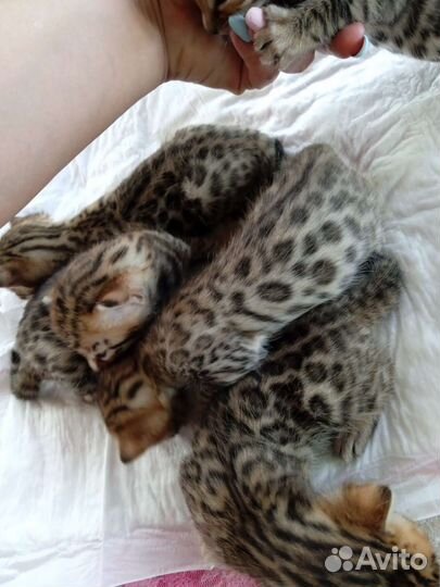 Бенгальские котята