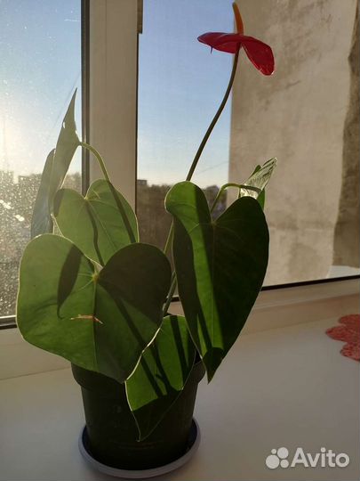 Комнатные цветы