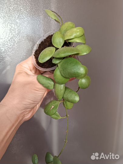 Хойи укорененные