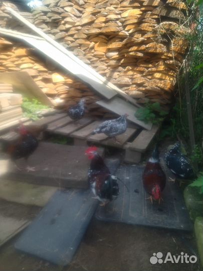 Куры несушки, гуси