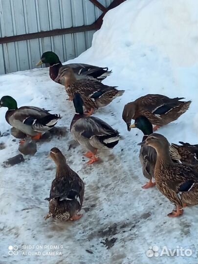 Селезень подсадной утки