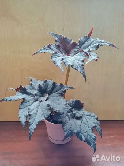 Бегония Black Taffeta