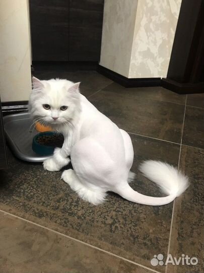 Стрижка кошек с выездом на дом, грумер