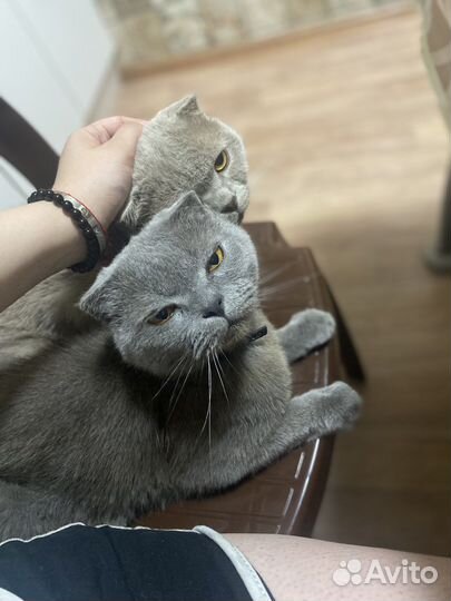 Отдам в добрые руки двух британцев