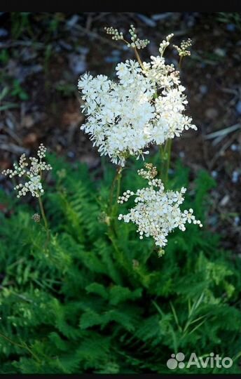 Лабазник (таволга)