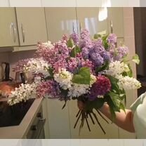 Букет из сирени Сортовая. По скидке, Санкт-Петербург