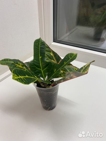 Комнатные растения