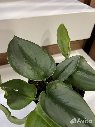 Сциндапсус Филодендрон Эпипремнум