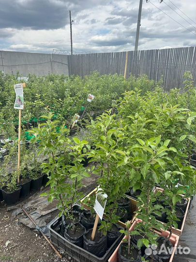 Саженцы яблони. Широкий ассортимент