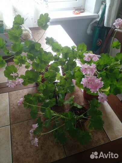 Герань пеларгония сортовая