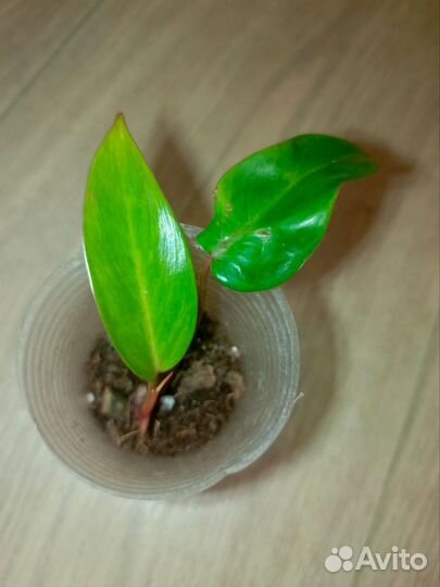 Калатея,филодендрон,сциндапсус, хедера