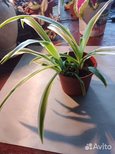 Комнатные цветы