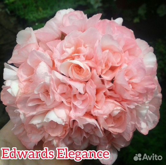 Пеларгонии сортовые (черенки)