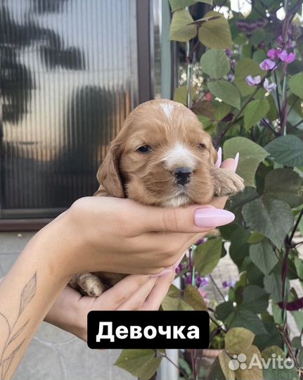 Английский кокер спаниель