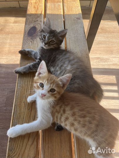 Котята в добрые руки даром
