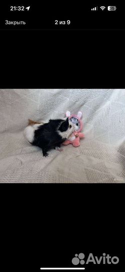 Морская свинки