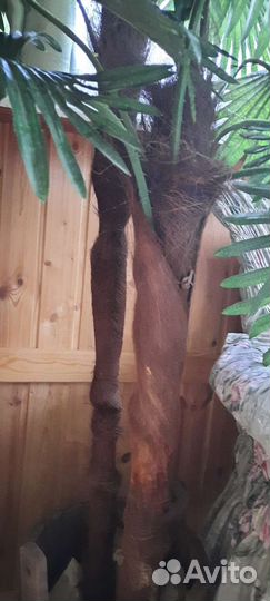 2 искусственные пальмы в деревянной кадке