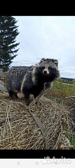 Продам щенка енотовидной собаки