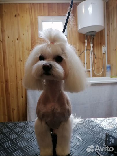 Стрижка собак и кошек