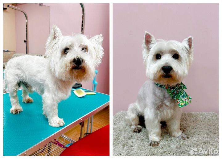 Груминг собак