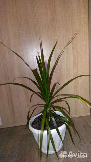 Драцена маргината