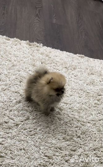 Вязка померанский шпиц