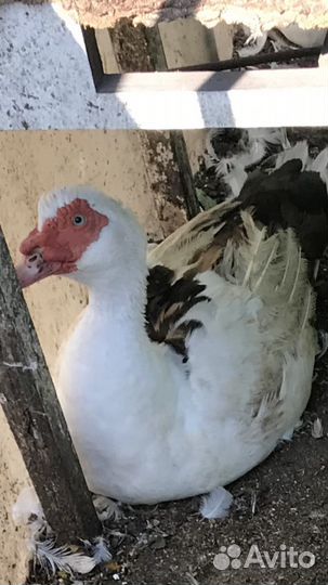 Индоутки, петушки, утятки