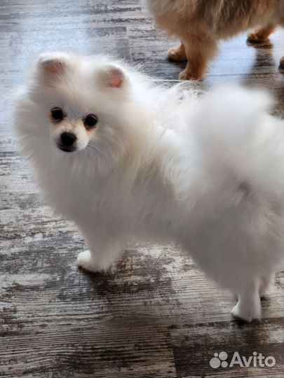 Померанский шпиц подросток