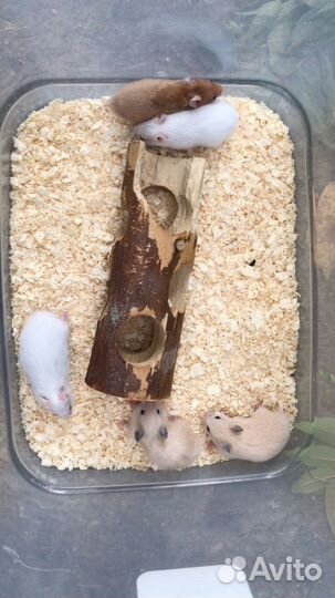 Сирийский хомяк