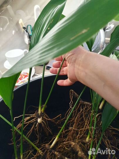 Кротон Пунктатум Золотая пыль, Аспидистра, Ананас