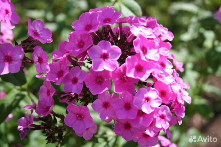 Флоксы многолетние