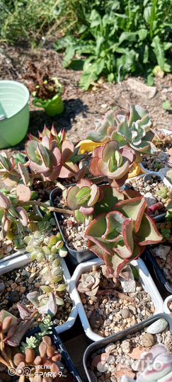 Котиледоны