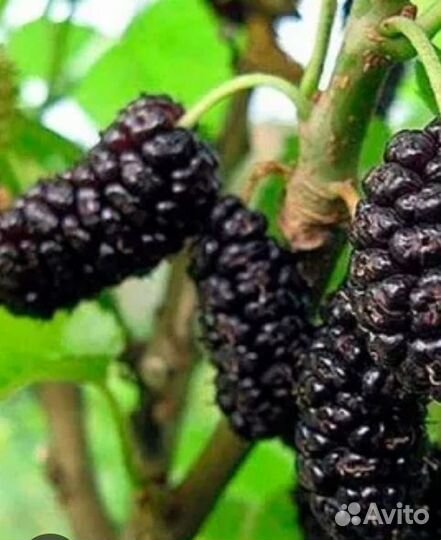 Саженцы чёрной шелковицы
