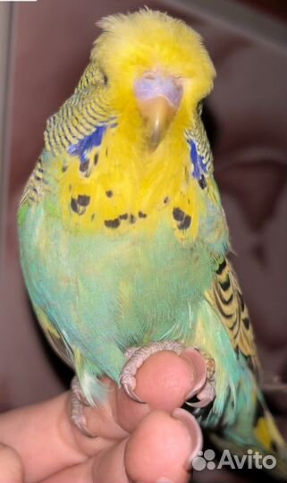 Выставочные волнистые попугаи чехи