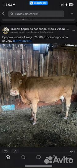 Корова дойная