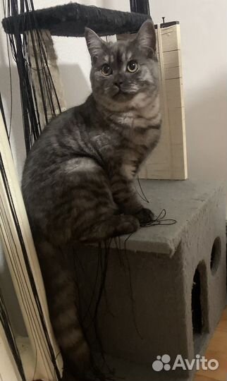 Шотландский кот вязка