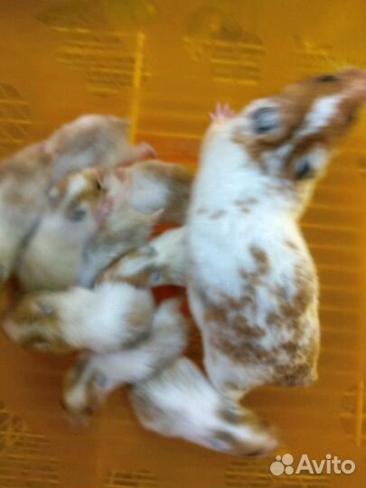 Сирийские хомячки двухцветные и другие