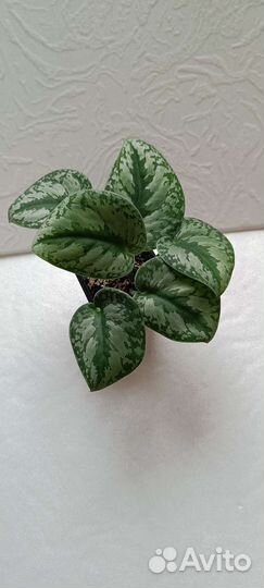 Эпипремнум, филодендрон