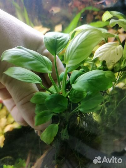 Анубиас нана