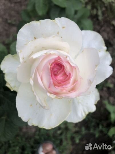 Ромашки и розы для букета