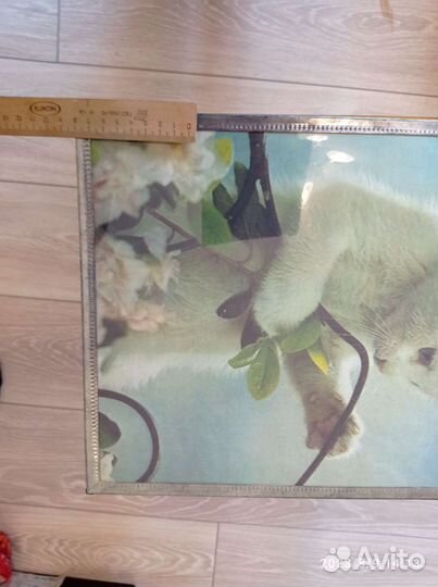 Картина котики