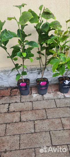 Магнолия Блэк тулипmagnolia Black Tulip