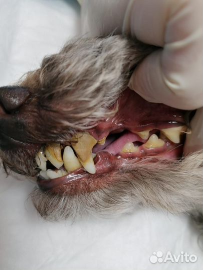 Ультразвуковая чистка зубов собаке, кошке