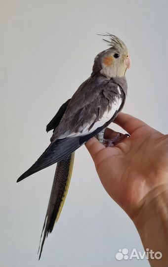 Попугай корелла птенцы 3 месяца