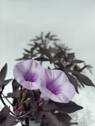 Ипомея батат