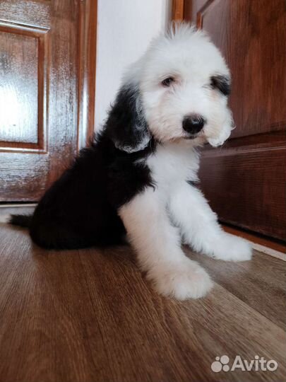 Бобтейл мишки панды